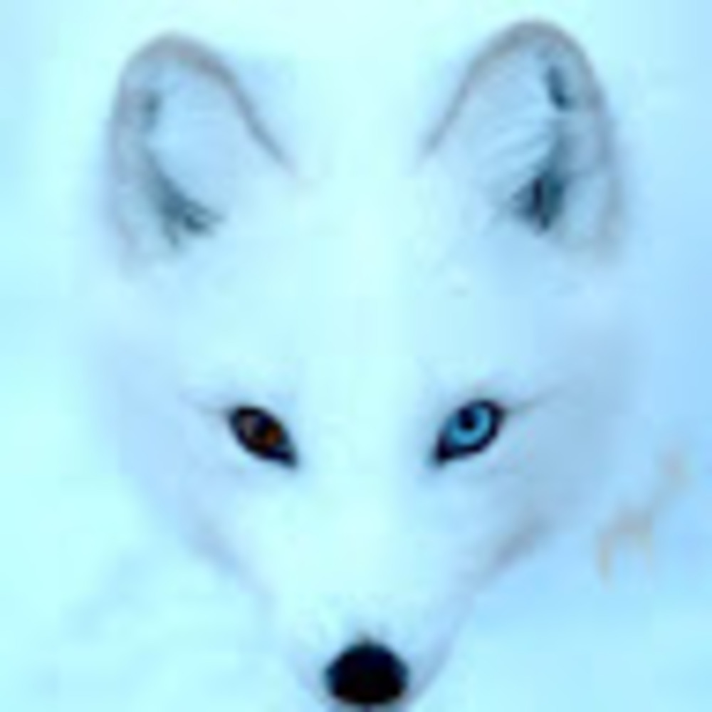 Meet your Posher, Evelynn